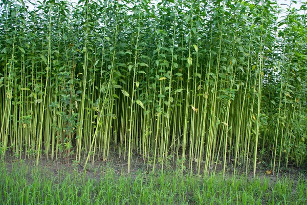 Bangladeş 'in kırsalında bir tarlada yetişen yeşil bitkiler.