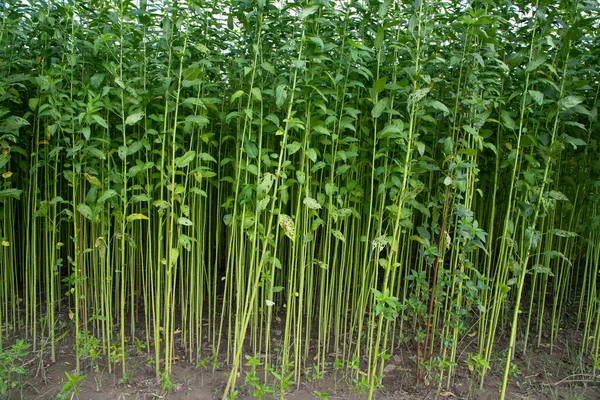 Yeşil Raw Jute Bitki deseni dokusu arka plan duvar kağıdı olarak kullanılabilir