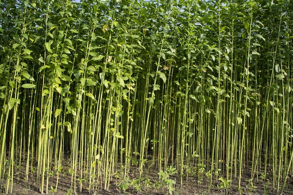 Yeşil Raw Jute Bitki deseni dokusu arka plan duvar kağıdı olarak kullanılabilir