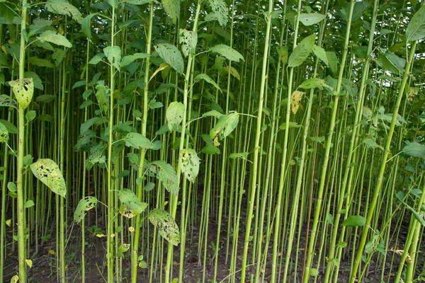 Yeşil Raw Jute Bitki deseni dokusu arka plan duvar kağıdı olarak kullanılabilir