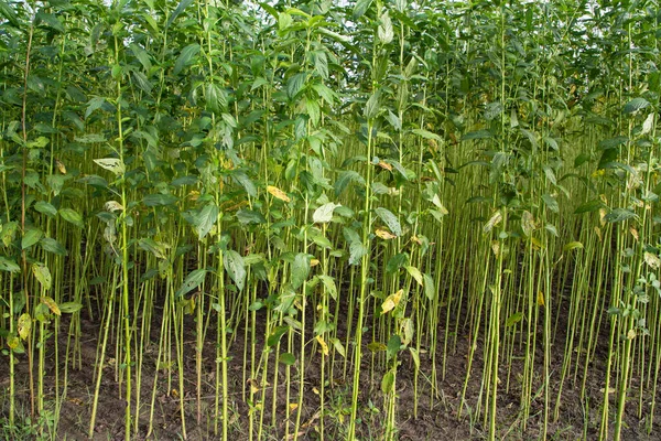 Yeşil Raw Jute Bitki deseni dokusu arka plan duvar kağıdı olarak kullanılabilir