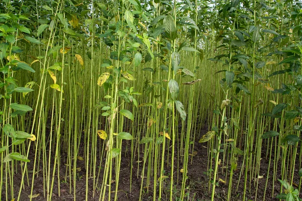 Yeşil Raw Jute Bitki deseni dokusu arka plan duvar kağıdı olarak kullanılabilir