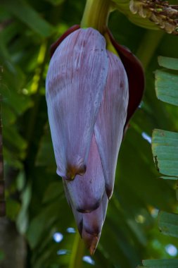 Muz çiçeği, bahçedeki ağaçta yetişen sağlıklı bir sebzedir.