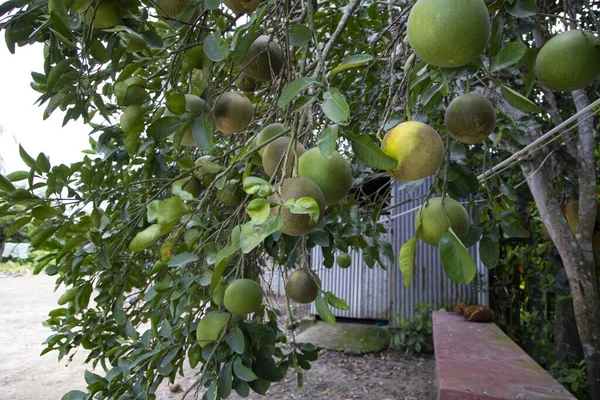 緑のポメロ シトラス グランディス ポメロスは木の枝にぶら下がっている最も有名な果物のオレンジです — ストック写真