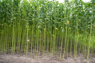 Yeşil kenevir tarlası. Çiğ Jute bitki desenli arka plan. Bu Bangladeş 'te Altın Fiber olarak adlandırılır