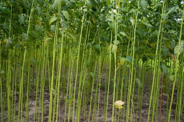 Yeşil kenevir tarlası. Çiğ Jute bitki desenli arka plan. Bu Bangladeş 'te Altın Fiber olarak adlandırılır