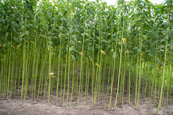 Yeşil kenevir tarlası. Çiğ Jute bitki desenli arka plan. Bu Bangladeş 'te Altın Fiber olarak adlandırılır