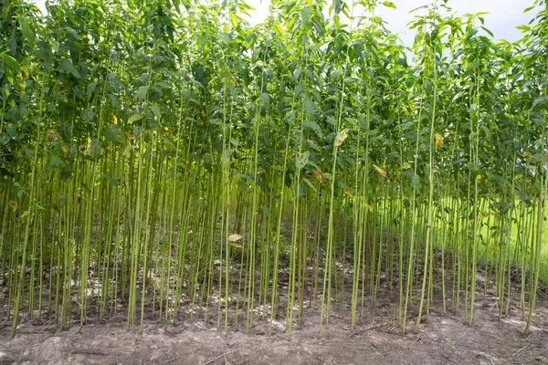 Yeşil kenevir tarlası. Çiğ Jute bitki desenli arka plan. Bu Bangladeş 'te Altın Fiber olarak adlandırılır