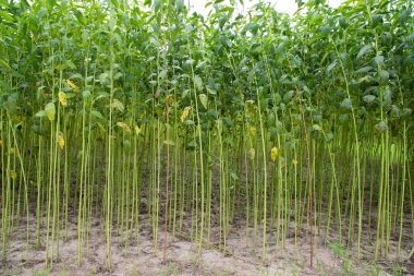 Yeşil kenevir tarlası. Çiğ Jute bitki desenli arka plan. Bu Bangladeş 'te Altın Fiber olarak adlandırılır