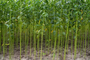 Yeşil kenevir tarlası. Çiğ Jute bitki desenli arka plan. Bu Bangladeş 'te Altın Fiber olarak adlandırılır