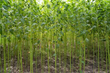 Yeşil kenevir tarlası. Çiğ Jute bitki desenli arka plan. Bu Bangladeş 'te Altın Fiber olarak adlandırılır