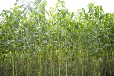 Yeşil kenevir tarlası. Çiğ Jute bitki desenli arka plan. Bu Bangladeş 'te Altın Fiber olarak adlandırılır