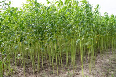 Yeşil kenevir tarlası. Çiğ Jute bitki desenli arka plan. Bu Bangladeş 'te Altın Fiber olarak adlandırılır