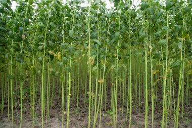 Yeşil kenevir tarlası. Çiğ Jute bitki desenli arka plan. Bu Bangladeş 'te Altın Fiber olarak adlandırılır