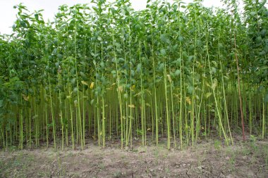 Yeşil kenevir tarlası. Çiğ Jute bitki desenli arka plan. Bu Bangladeş 'te Altın Fiber olarak adlandırılır