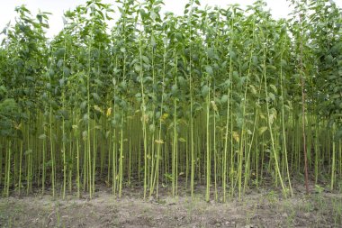 Yeşil kenevir tarlası. Çiğ Jute bitki desenli arka plan. Bu Bangladeş 'te Altın Fiber olarak adlandırılır