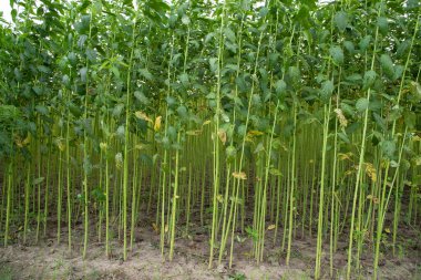 Yeşil kenevir tarlası. Çiğ Jute bitki desenli arka plan. Bu Bangladeş 'te Altın Fiber olarak adlandırılır