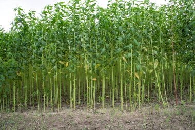 Yeşil kenevir tarlası. Çiğ Jute bitki desenli arka plan. Bu Bangladeş 'te Altın Fiber olarak adlandırılır