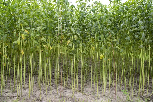 Yeşil kenevir tarlası. Çiğ Jute bitki desenli arka plan. Bu Bangladeş 'te Altın Fiber olarak adlandırılır