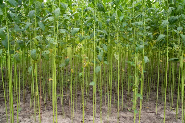 Yeşil kenevir tarlası. Çiğ Jute bitki desenli arka plan. Bu Bangladeş 'te Altın Fiber olarak adlandırılır