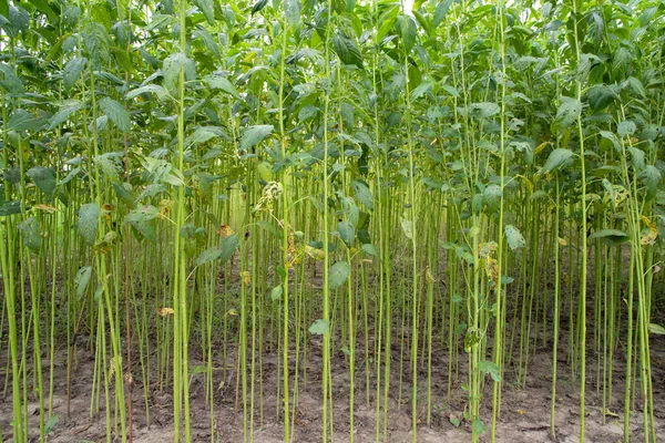 Yeşil kenevir tarlası. Çiğ Jute bitki desenli arka plan. Bu Bangladeş 'te Altın Fiber olarak adlandırılır