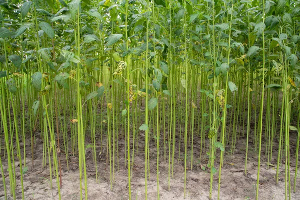 Yeşil kenevir tarlası. Çiğ Jute bitki desenli arka plan. Bu Bangladeş 'te Altın Fiber olarak adlandırılır