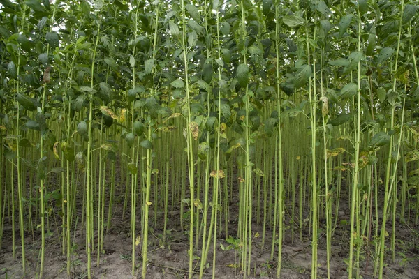 Yeşil kenevir tarlası. Çiğ Jute bitki desenli arka plan. Bu Bangladeş 'te Altın Fiber olarak adlandırılır
