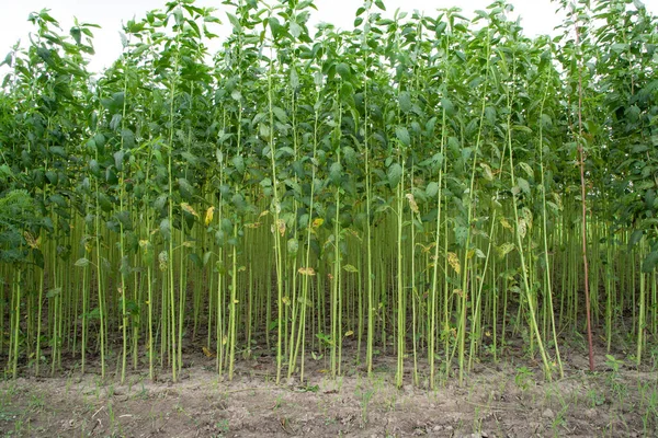 Yeşil kenevir tarlası. Çiğ Jute bitki desenli arka plan. Bu Bangladeş 'te Altın Fiber olarak adlandırılır