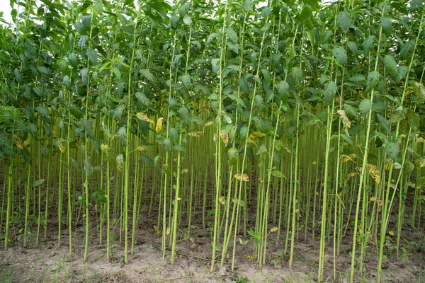 Yeşil kenevir tarlası. Çiğ Jute bitki desenli arka plan. Bu Bangladeş 'te Altın Fiber olarak adlandırılır