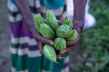 Çiftçi elinde çiğ yeşil kabak tutuyor. seçici Odaklanma