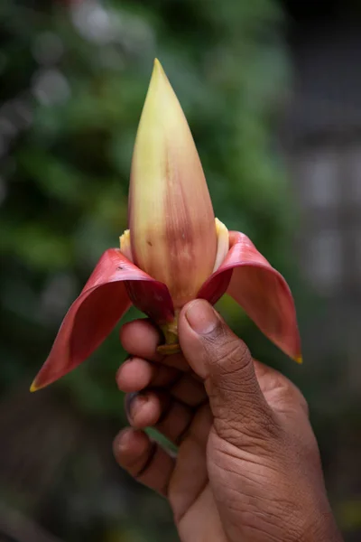 Bunga Pisang Tangan Bangladesh Nama Ilmiah Musa Acuta — Stok Foto