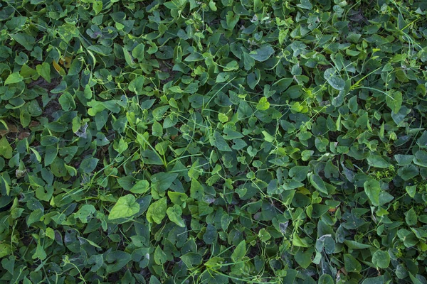 Groen Puntige Kalebas Plant Veld Textuur Achtergrond — Stockfoto