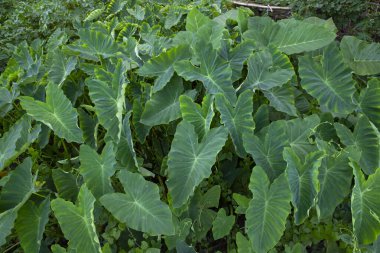 Bahçede taro yaprağı, Taro arka planda bırakır, Colocasia esculenta