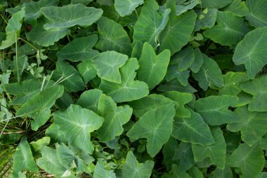 Bahçede taro yaprağı, Taro arka planda bırakır, Colocasia esculenta