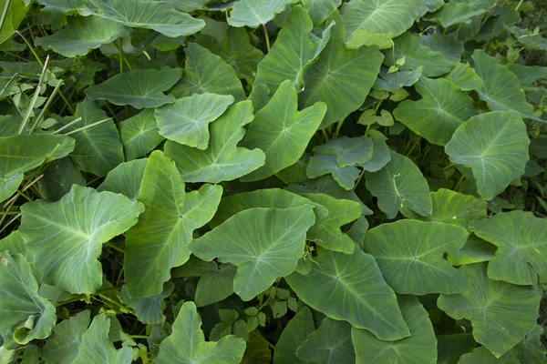 Bahçede taro yaprağı, Taro arka planda bırakır, Colocasia esculenta