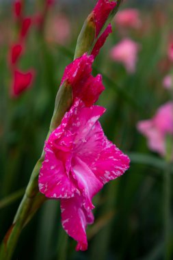 Güzel Pembe Gladiolus çiçekleri tarlada. Seçici Odaklanma