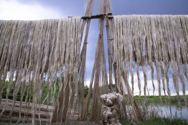 Bangladeş 'te kurumak için güneşin altında asılı duran altın gibi çiğ jüt lifleri.