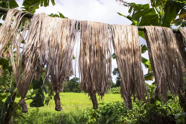 Golden wet raw jute fiber hanging under the sunlight for drying in Bangladesh