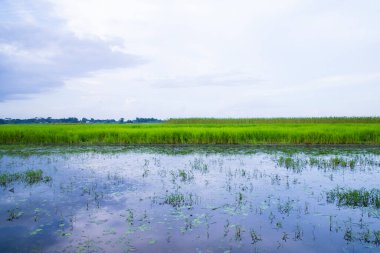 Bangladeş kırsalında mavi gökyüzü olan yeşil pirinç tarlası manzarası