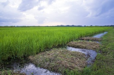 Bangladeş kırsalında mavi gökyüzü olan yeşil pirinç tarlası manzarası