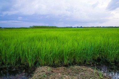 Bangladeş kırsalında mavi gökyüzü olan yeşil pirinç tarlası manzarası