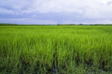Bangladeş kırsalında mavi gökyüzü olan yeşil pirinç tarlası manzarası