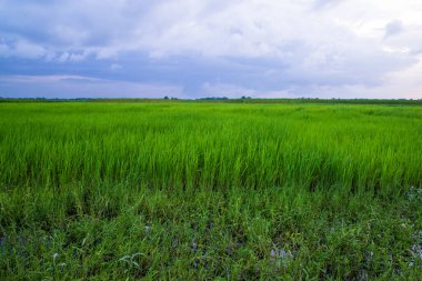 Bangladeş kırsalında mavi gökyüzü olan yeşil pirinç tarlası manzarası