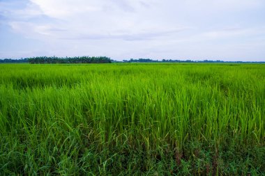 Bangladeş kırsalında mavi gökyüzü olan yeşil pirinç tarlası manzarası
