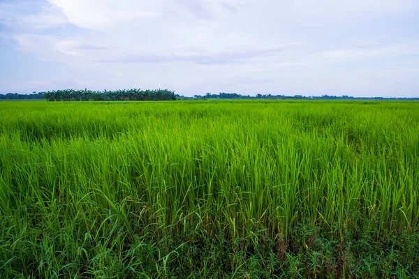 Bangladeş kırsalında mavi gökyüzü olan yeşil pirinç tarlası manzarası