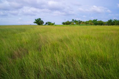 Mavi gökyüzü ile yeşil çimlerin doğal manzarası