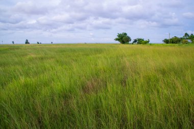 Mavi gökyüzü ile yeşil çimlerin doğal manzarası