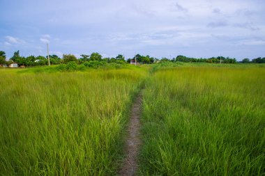 Mavi gökyüzü ile yeşil çimlerin doğal manzarası