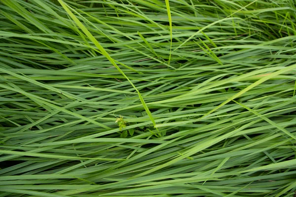 Close Green Long Grass Pattern Texture Can Used Natural Background — Stock Photo, Image