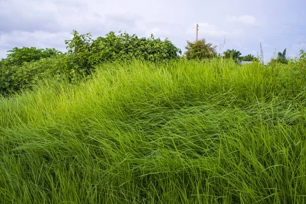 Naturalny Widok Krajobraz Zielonego Pola Trawy Niebieskim Niebem — Zdjęcie stockowe